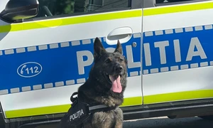 Câine polițist Foto IPJ Neamț jpeg