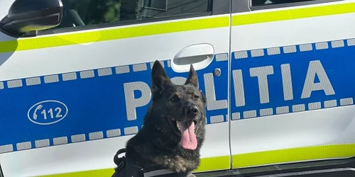 Câine polițist Foto IPJ Neamț jpeg
