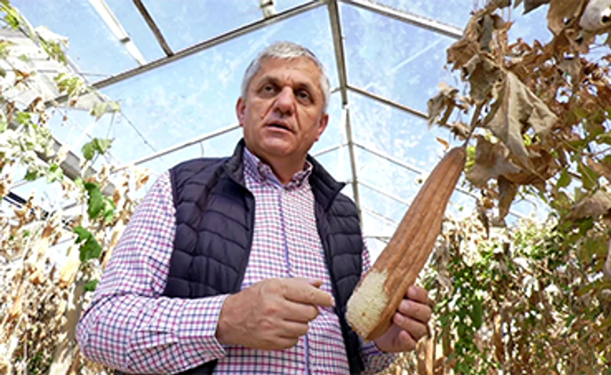 Costel Vânătoru aclimatizează dovlecii Luffa de zece aniFOTO: Iulian Bufnilă/ Adevarul