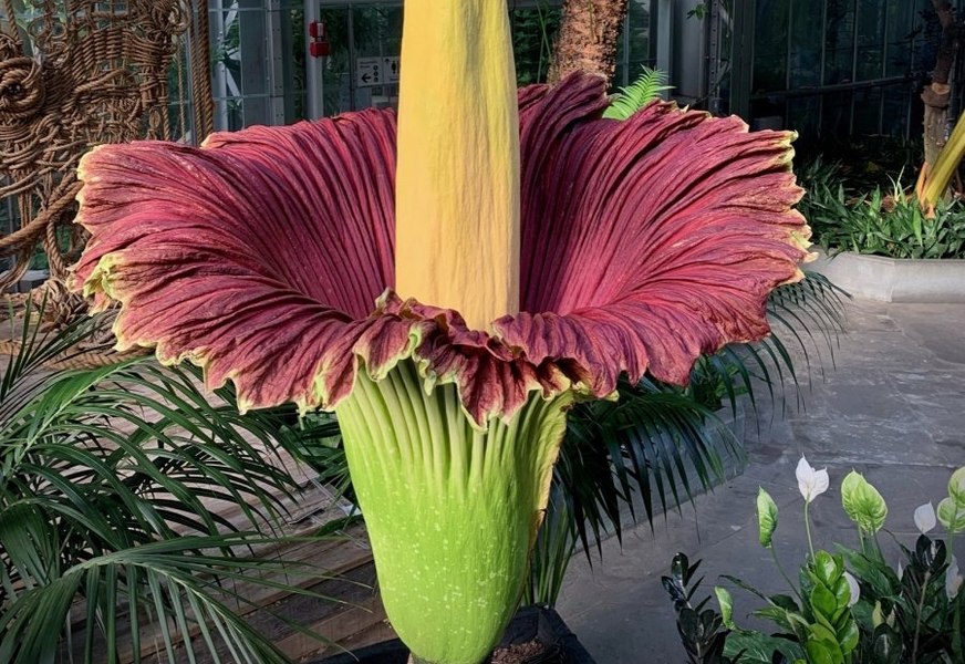 Cum arată „floarea-cadavru”, planta uriașă care a înflorit pentru prima dată în ultimii 15 ani la o grădină botanică din Australia