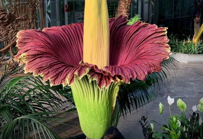 Amorphophallus titanum Foto: X