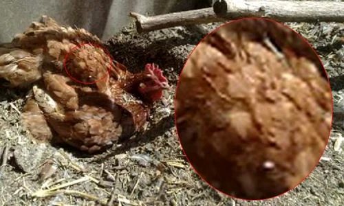 CLIIMA20100723 0089 1 jpeg