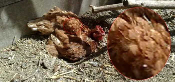 
    Găina Gloria a devenit vedetă locală în Anglia  