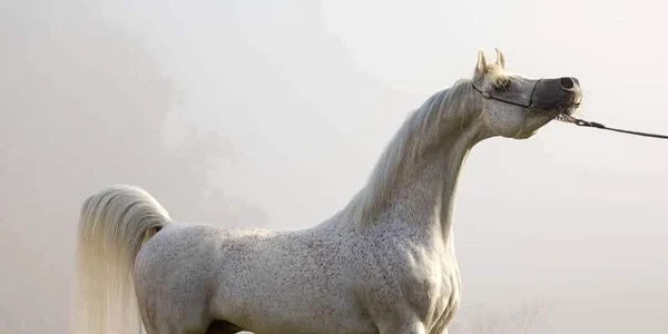 El Jahez, cel mai scump cal arab din România, se află pe domeniul de la Singureni foto: Instagram