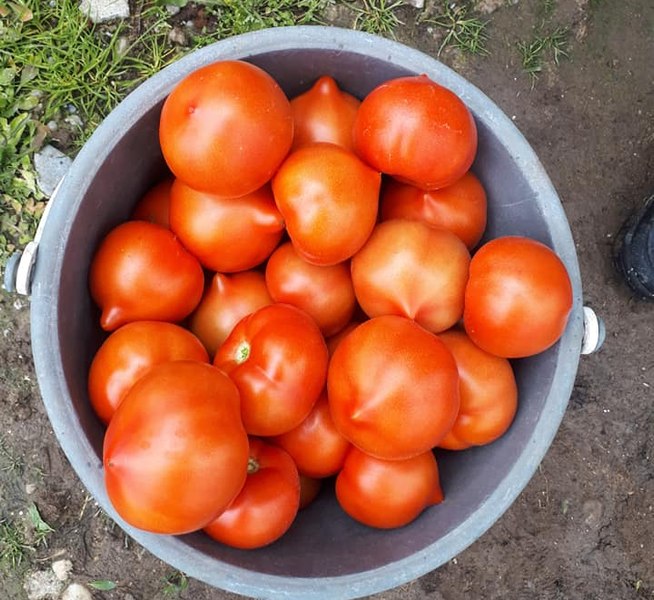 Prețurile legumelor se dublează pe drumul dintre producător și tarabe. „Aici ar trebui să intervină statul“ FOTO