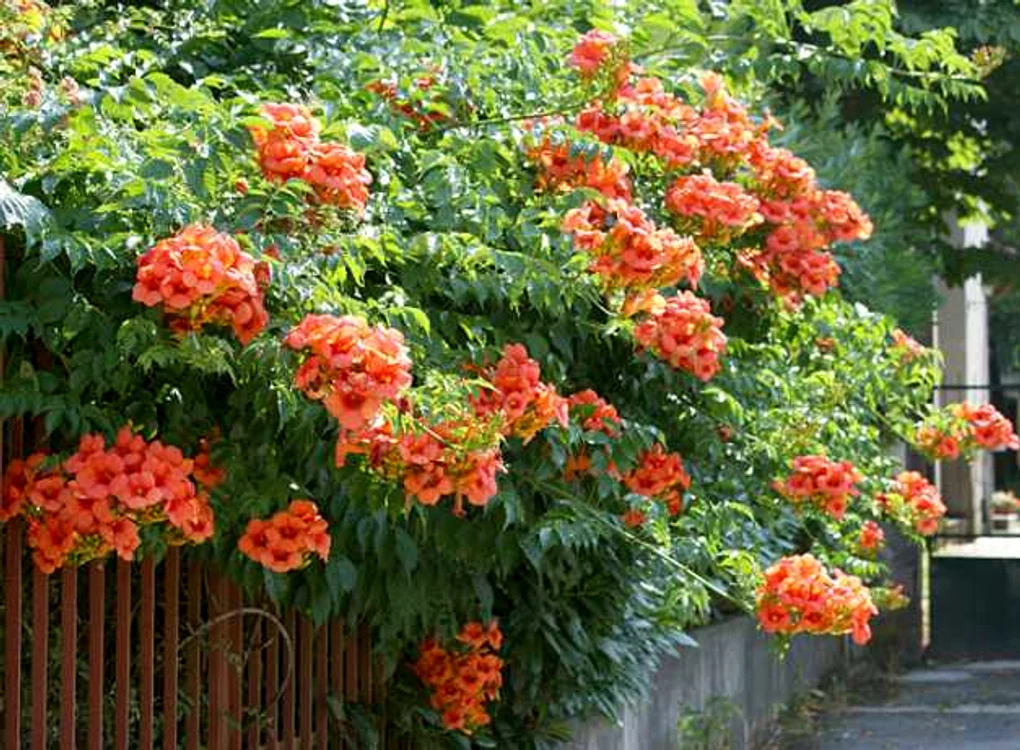 cele mai frumoase flori cataratoare