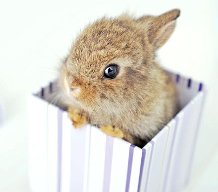 
    Iepurele este un animal uşor de întreţinut (Foto: Shutterstock)  