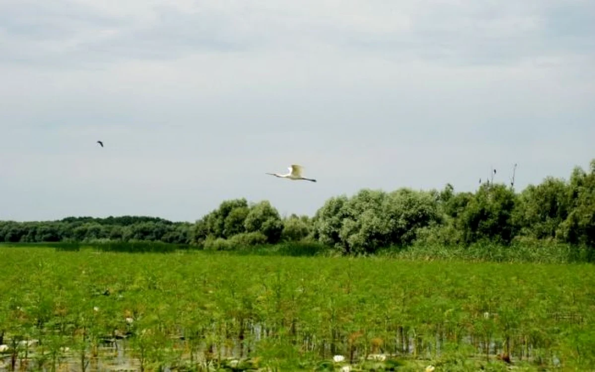 Cele mai frumoase locuri din judeţul Braila. Parcul Natural Balta Mică a Brăilei este o deltă în miniatură    FOTO Florentin Coman