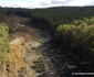 Autostrada Lugoj Deva, zona Holdea Margina Foto Daniel Guță ADEVĂRUL (23) JPG