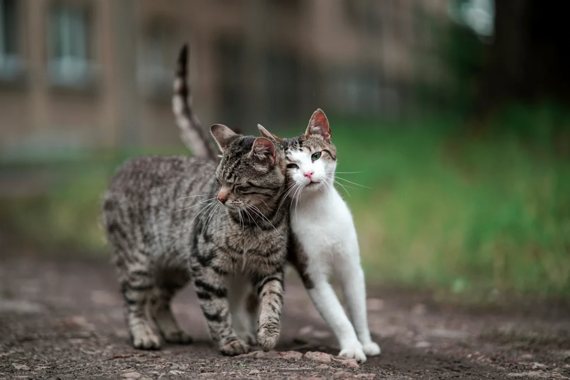 Un proiect civic a adus peste 2.000 de sterilizări pentru pisicile străzii. FOTO: Shutterstock