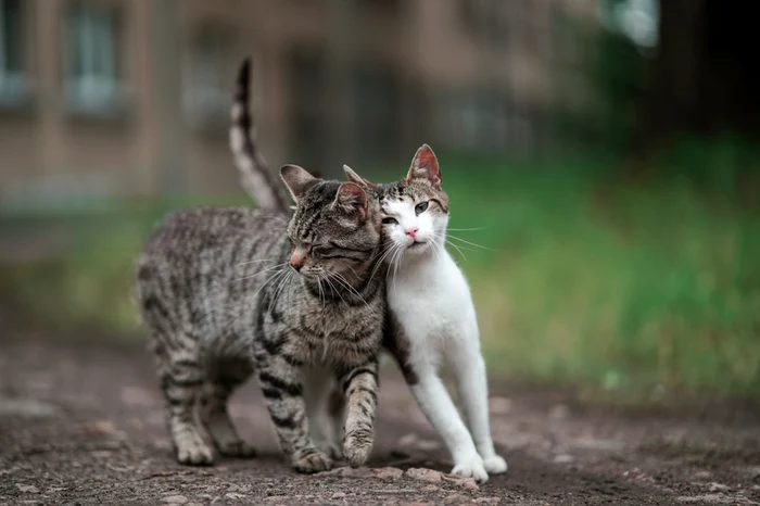 Un proiect civic a adus peste 2.000 de sterilizări pentru pisicile străzii. FOTO: Shutterstock