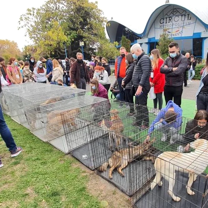 Potrivit organizatorilor, toţi câinii care vor fi adoptaţi vor pleca la noile familii cu multe cadouriFoto: Facebook ASPA