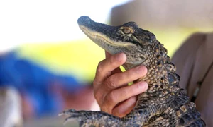 aligator istock jpg