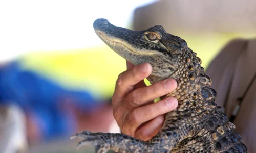 aligator istock jpg