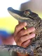 aligator istock jpg