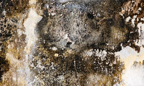 1 semnele astea iti spun ca esti intoxicata cu mucegai mergi urgent la medic daca le ai azj5 jpg jpeg