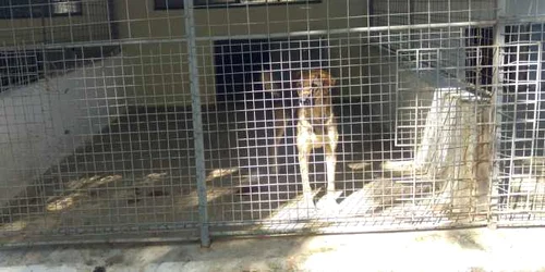 eutanasiere caini fara stapan