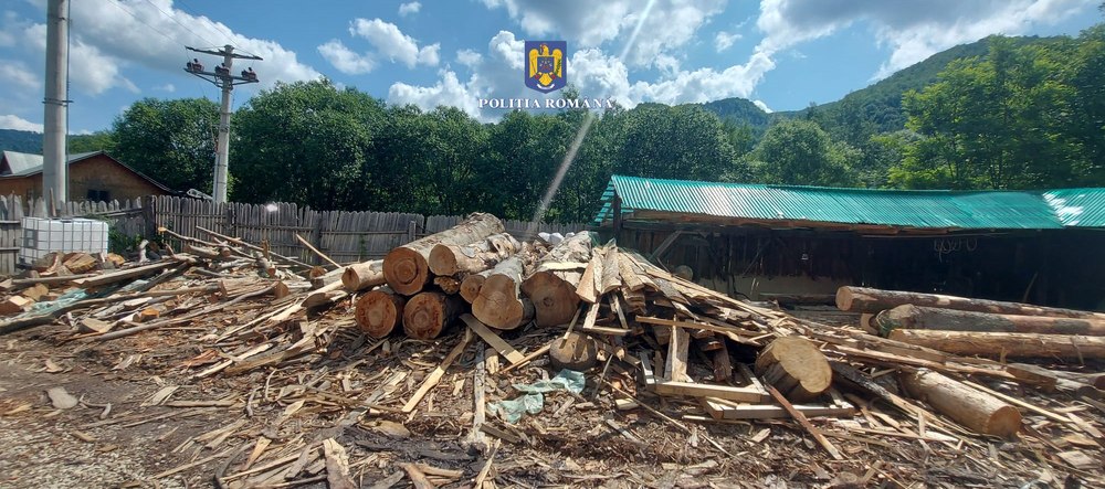 Pădurar și fiul său, arestați pentru tăieri ilegale de arbori împreună cu un complice