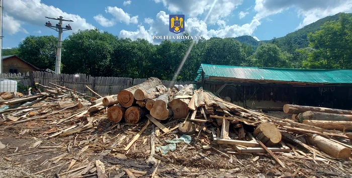 Lemnele erau furate din pădurile statului. SURSA IPJ Buzău