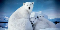 ursi polari