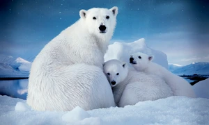 ursi polari
