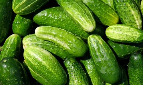 calarasi castravete