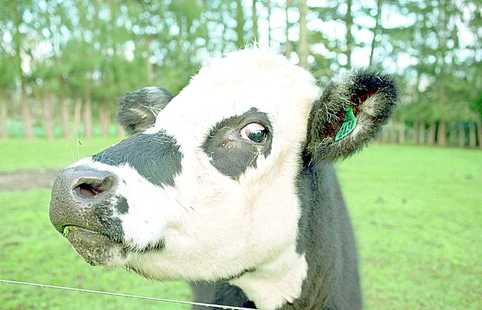 Puiul Khumba a fost adus recent pe lume de zebra Rayas (fotografii: Photoland/Caters/Reuters)