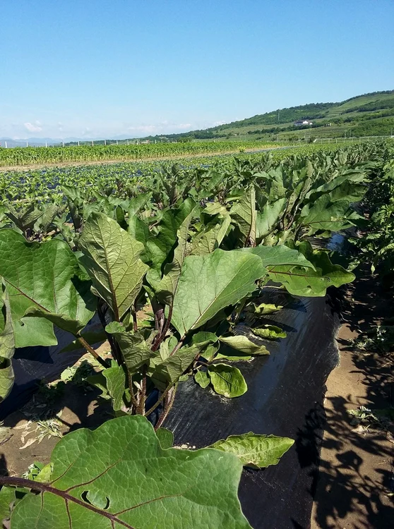 legume solarii tiur alba