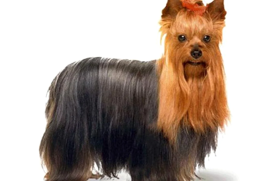 
    Yorkshire terrier, informaţii completefoto: acasa.ro  