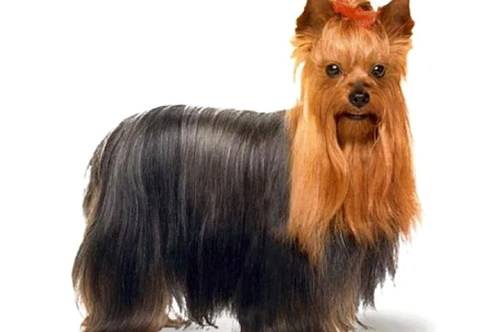 Yorkshire terrier, informaţii completefoto: acasa.ro