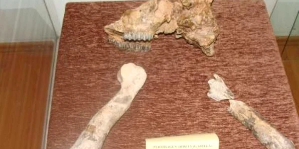Târgu-Jiu: Fosile de gazelă vechi de trei milioane de ani, la Muzeul de Istorie Gorj