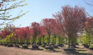 Pepiniera 07 (Medium) JPG