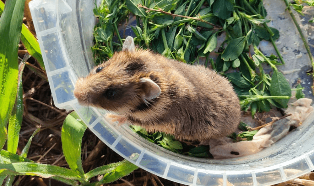 Hamsterul românesc, văzut în premieră, după trei ani, în Delta Dunării | FOTO, VIDEO