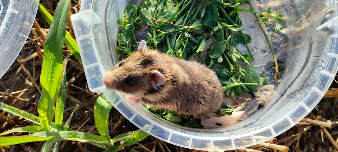Hamster românesc sau dobrogean Foto Facebook | INCDDD