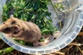 Hamster românesc sau dobrogean Foto Facebook | INCDDD