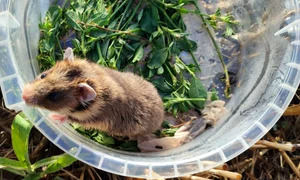 Hamster românesc sau dobrogean Foto Facebook | INCDDD