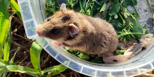 Hamster românesc sau dobrogean Foto Facebook | INCDDD
