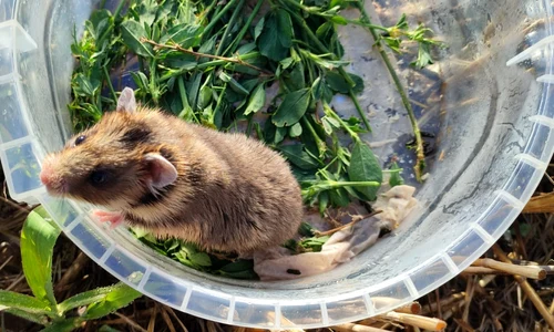 Hamster românesc sau dobrogean Foto Facebook | INCDDD