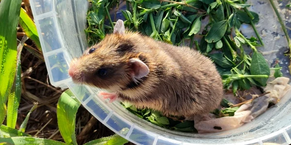 Hamster românesc sau dobrogean Foto Facebook | INCDDD