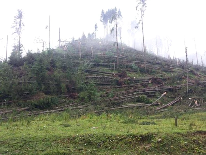Peste 55 de hectare de pădure au fost doborâte de vântul puternicFoto Mediafax