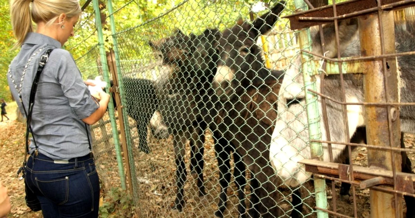Zoo Hunedoara. FOTO: Daniel Guţă. ARHIVĂ.