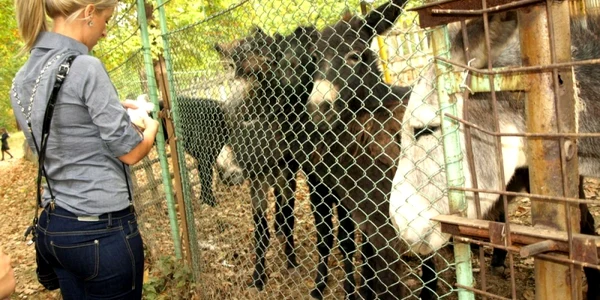 zoo