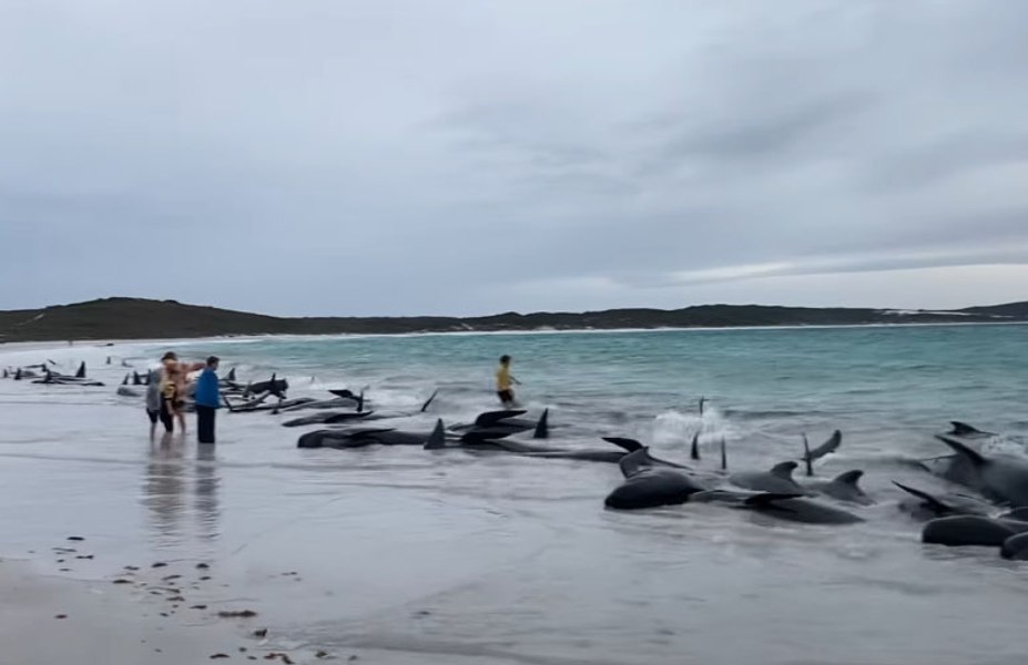 51 de balene-pilot au murit după ce au eşuat pe o plajă din Australia | VIDEO