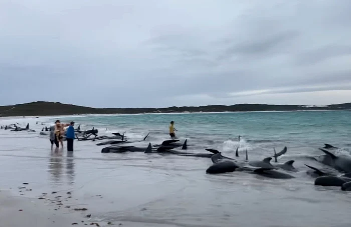 Balenele au eșuat pe o plajă FOTO: Captură video