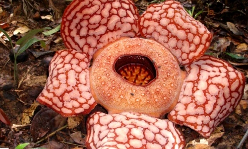 1 61569 original jpg jpeg