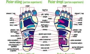 reflexologie talpa(1) jpg