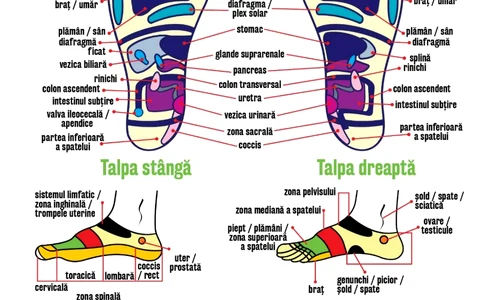 reflexologie talpa(1) jpg
