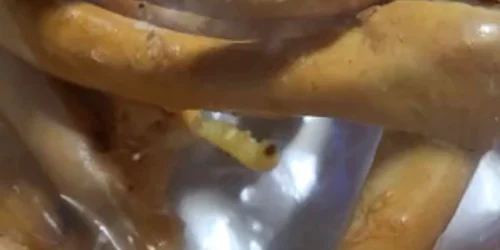 covrigi viermi mp4 thumbnail png