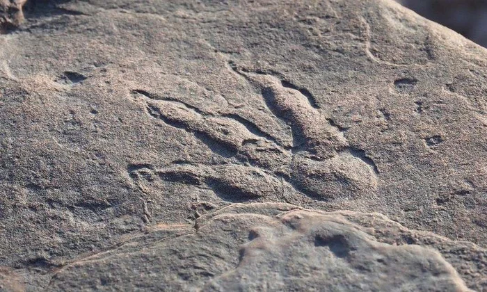 O fetiță de patru ani a descoperit o urmă de dinozaur pe o plajă din Țara Galilor jpeg