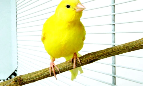 1 49564 original jpg jpeg